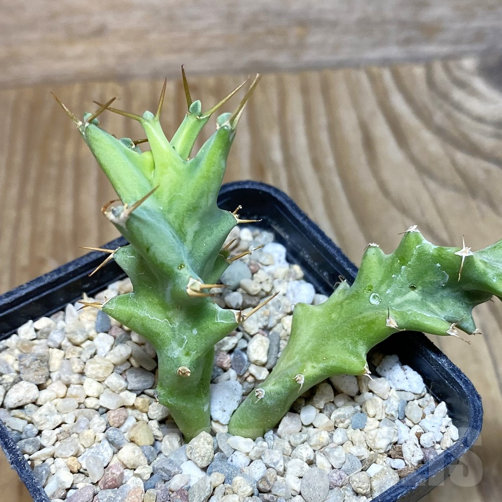 SH1740 Euphorbia squarrosa