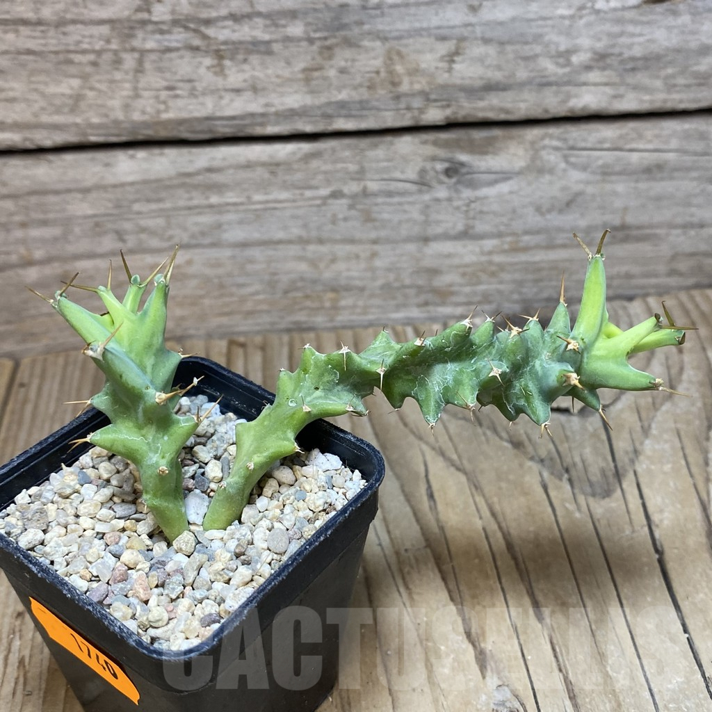 SH1740 Euphorbia squarrosa - Image 2