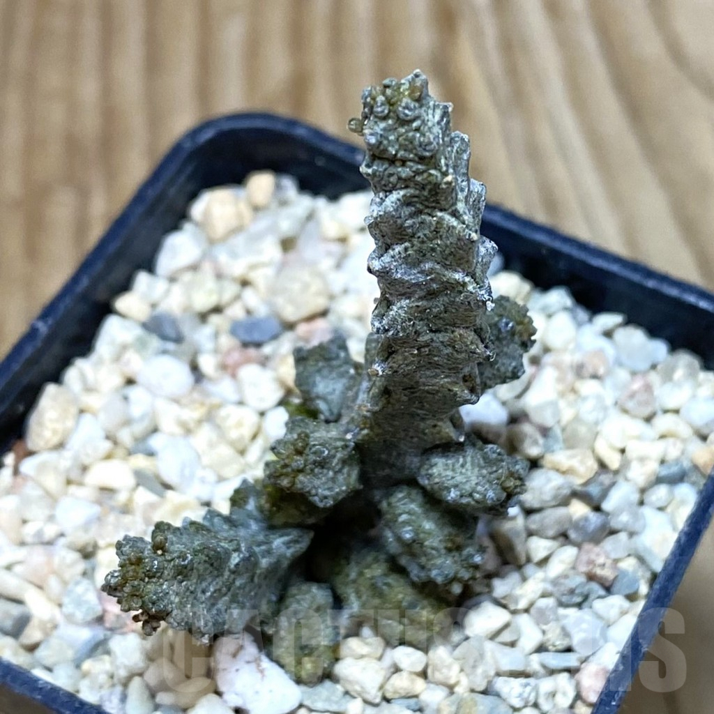 SH1741 Pseudolithos mccoyi