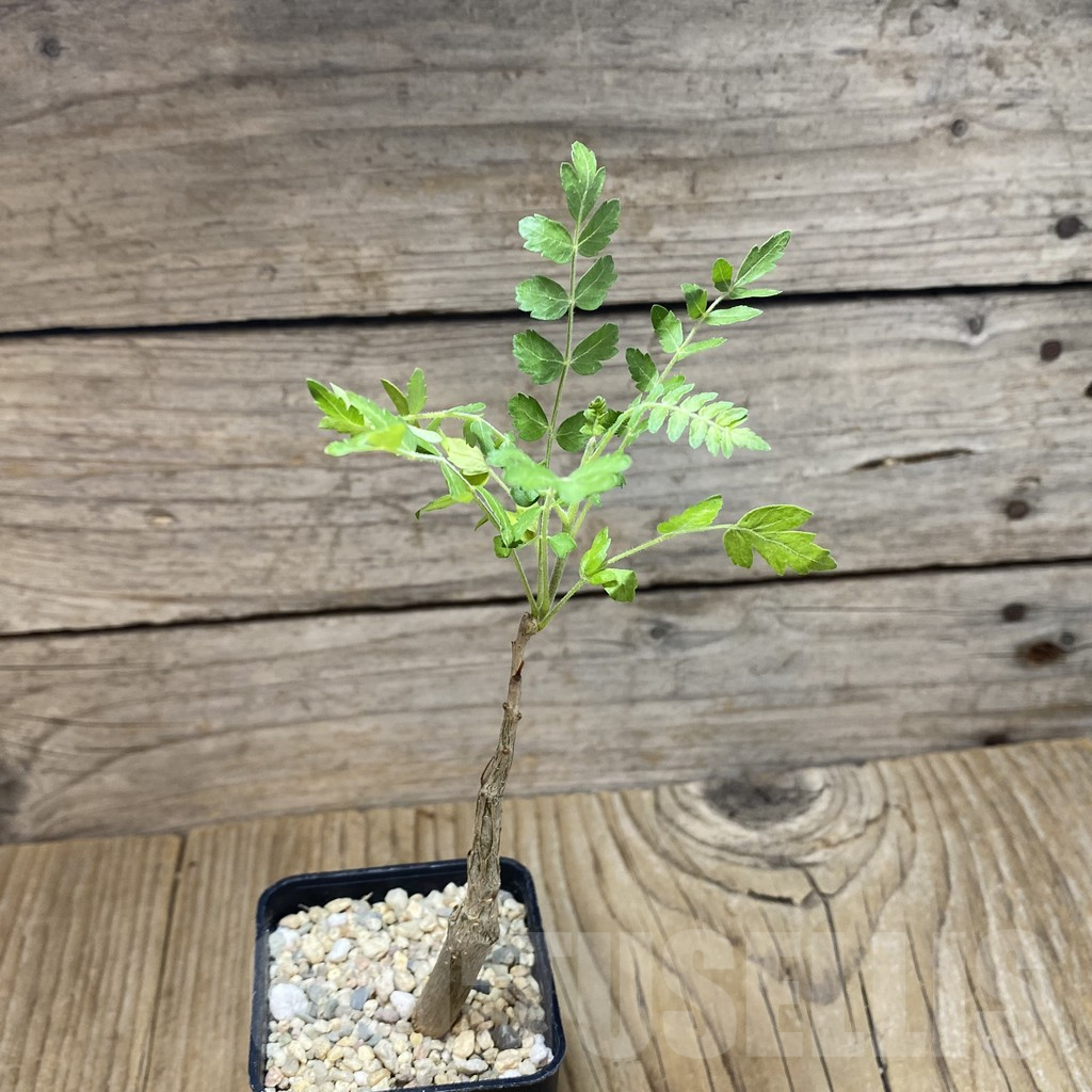 SH1732 Boswellia neglecta - Image 2