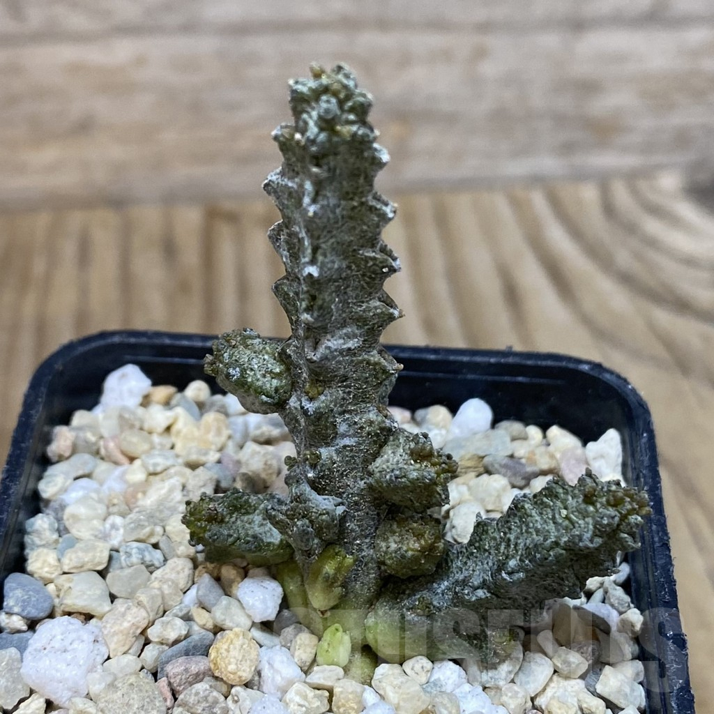 SH1741 Pseudolithos mccoyi – Bild 2