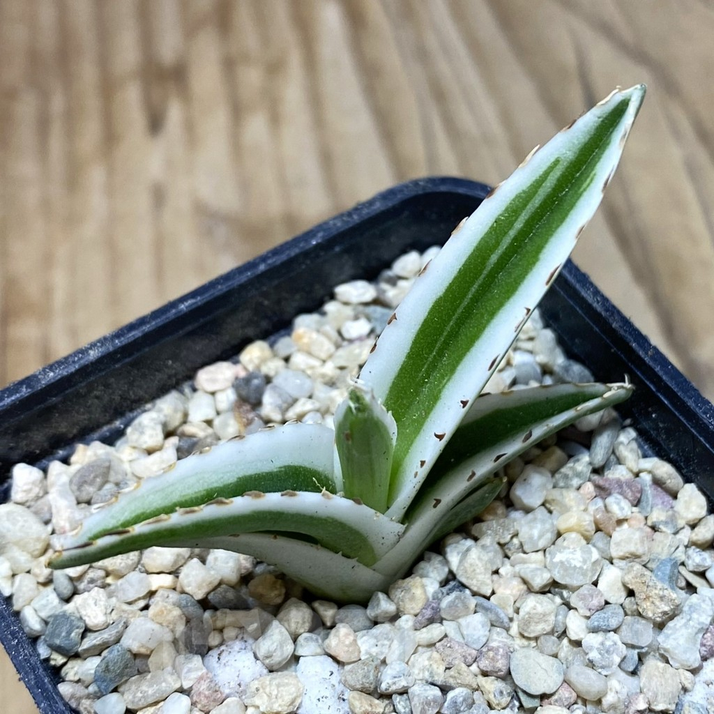 SH1742 Agave victoriae-reginae ‘White Rhino’