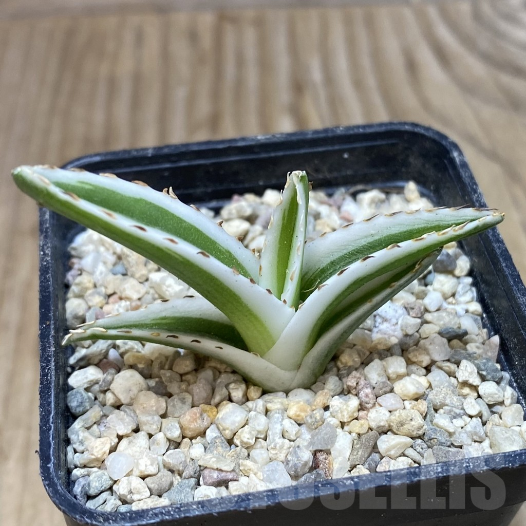 SH1742 Agave victoriae-reginae ‘White Rhino’ - Image 2