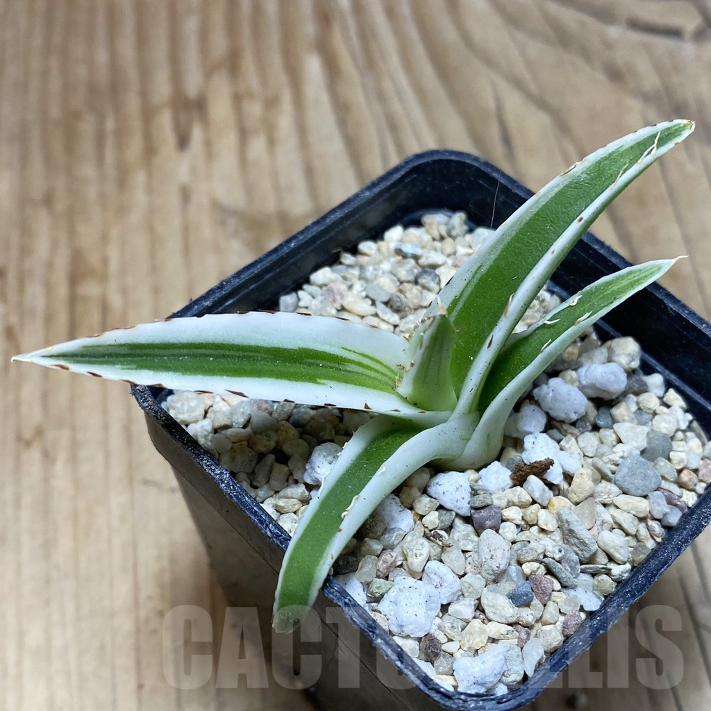 SH1743 Agave victoriae-reginae ‘White Rhino’