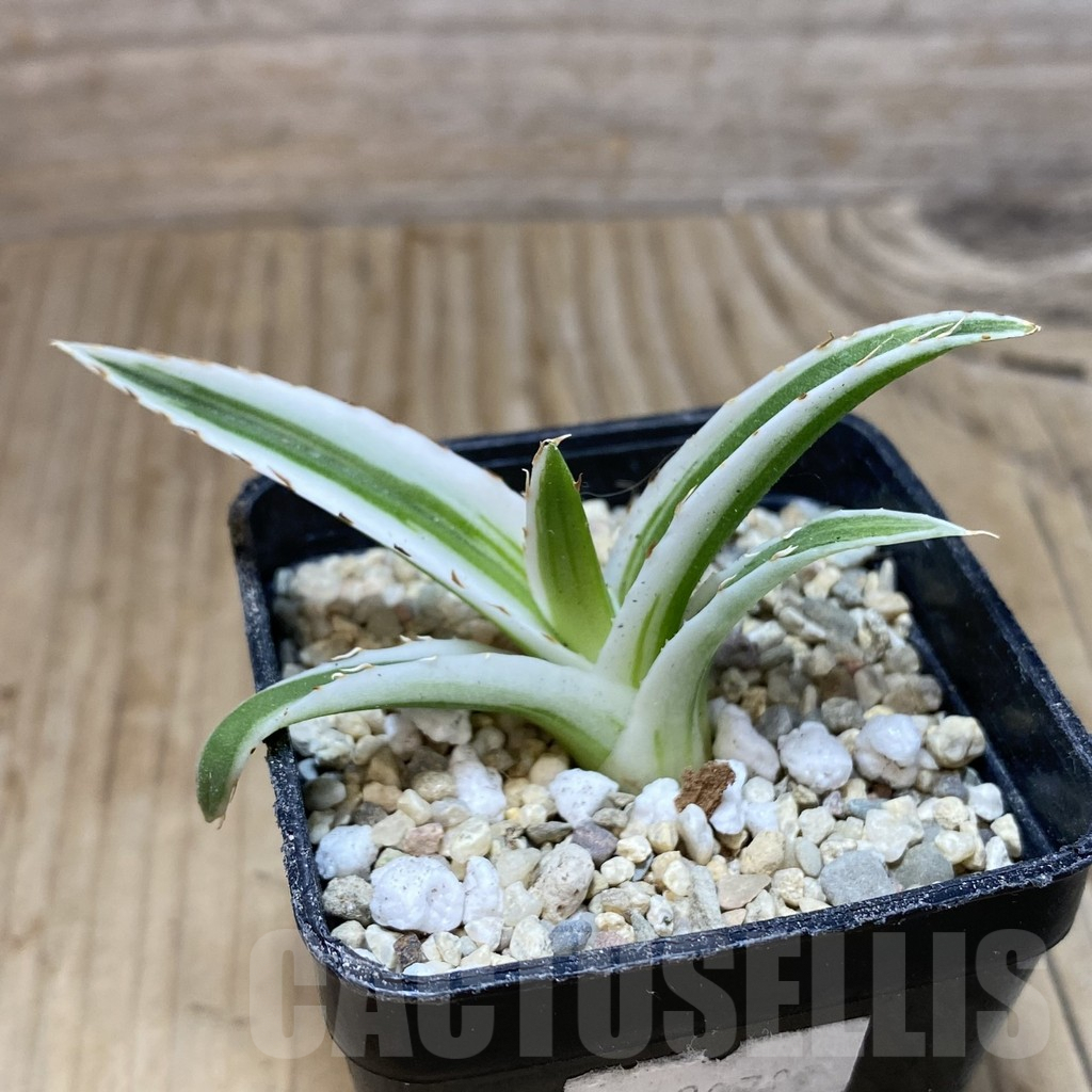SH1743 Agave victoriae-reginae ‘White Rhino’ - Image 2