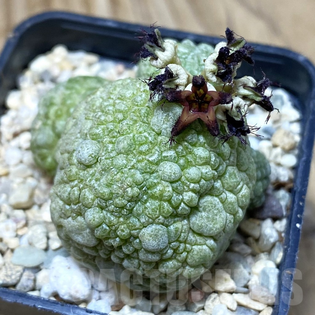 SH1744 Pseudolithos migiurtinus