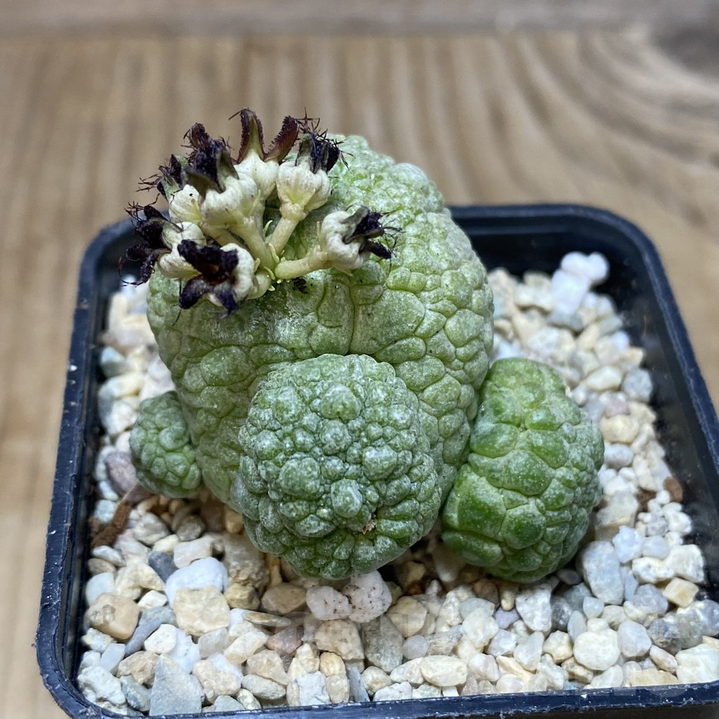 SH1744 Pseudolithos migiurtinus - Image 2