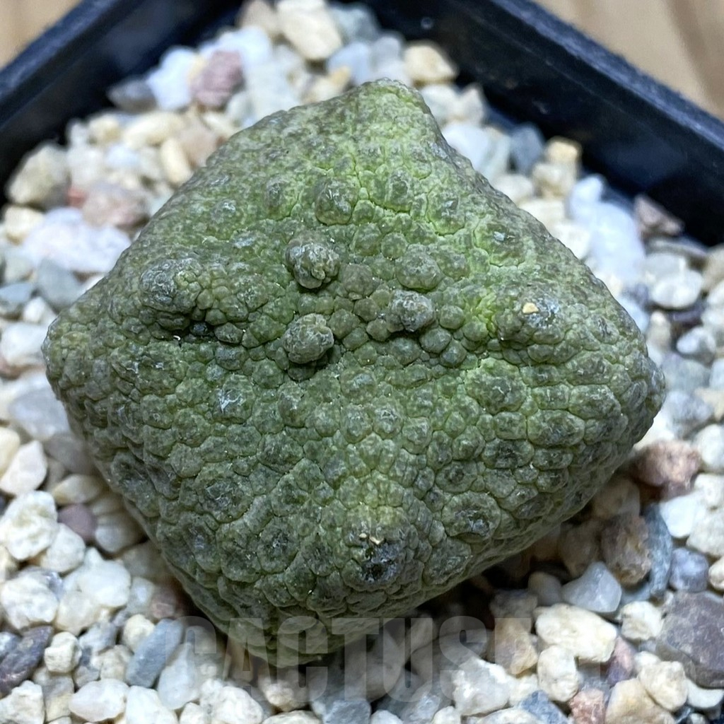 SH1745 Pseudolithos cubiformis