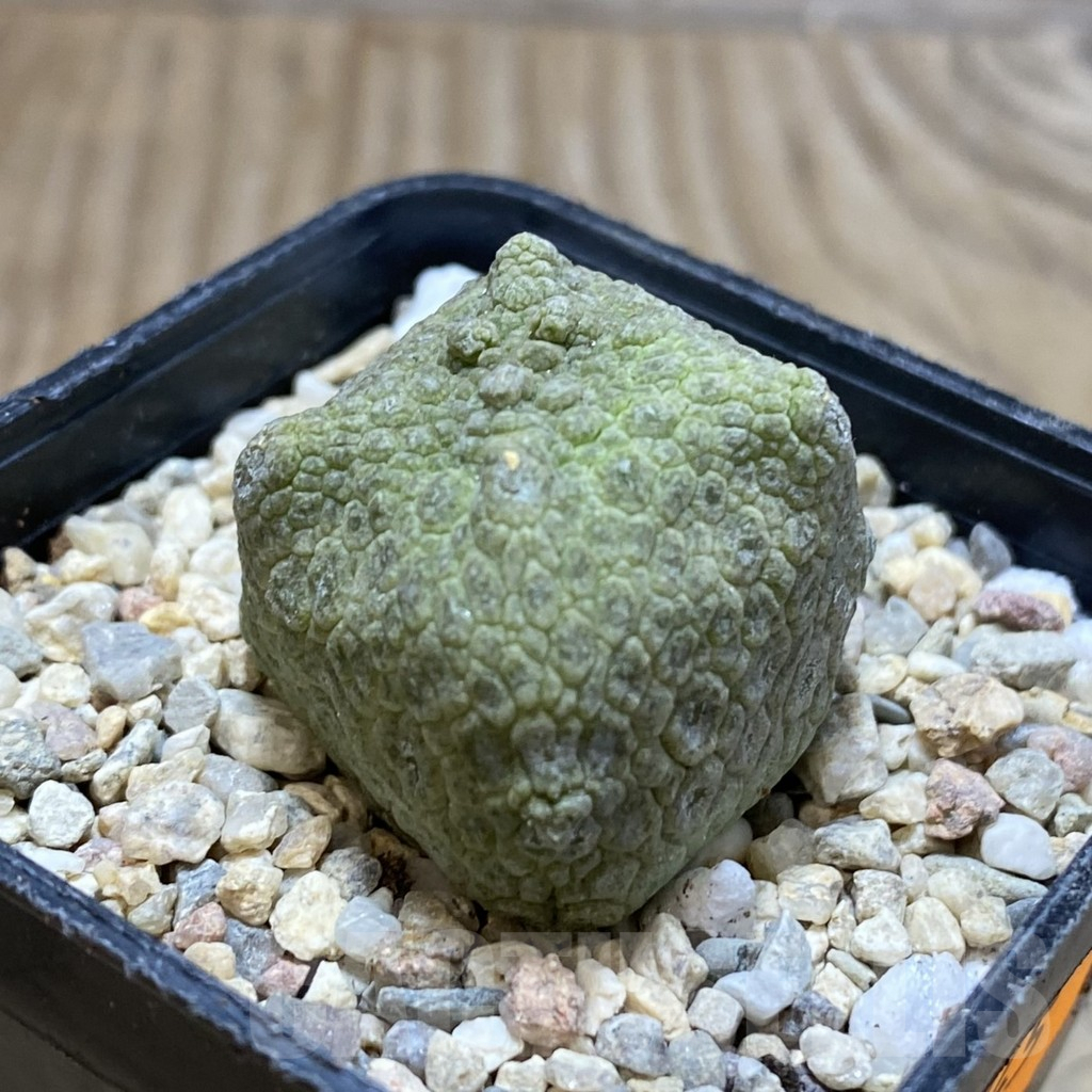 SH1745 Pseudolithos cubiformis - Image 2