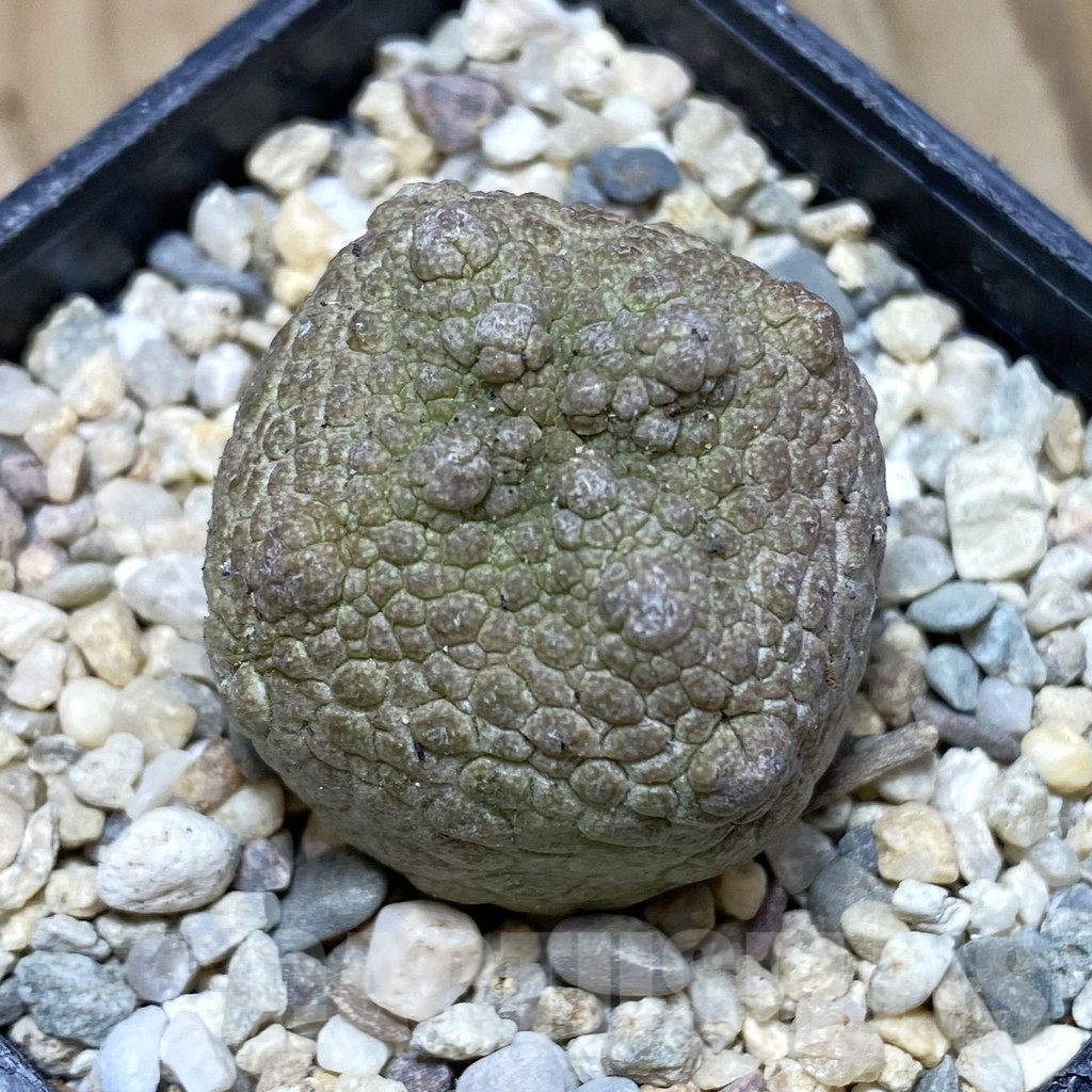 SH1746 Pseudolithos cubiformis