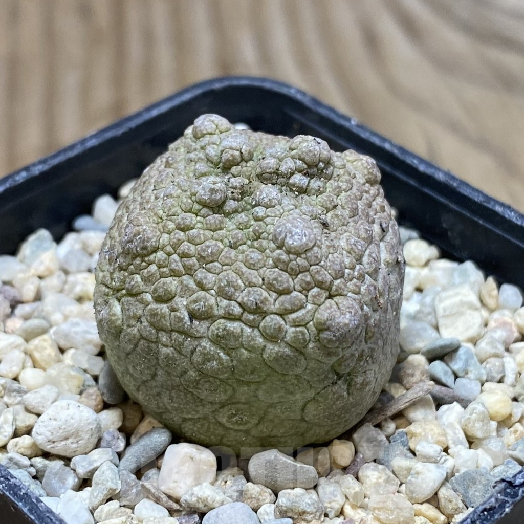 SH1746 Pseudolithos cubiformis - Image 2