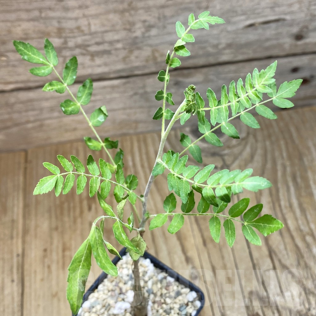 SH1733 Boswellia neglecta