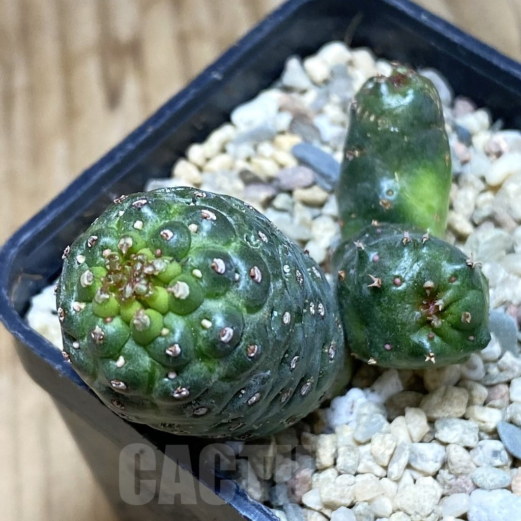 SH1748 Euphorbia gymnocalicioides x groenewaldii x venefica