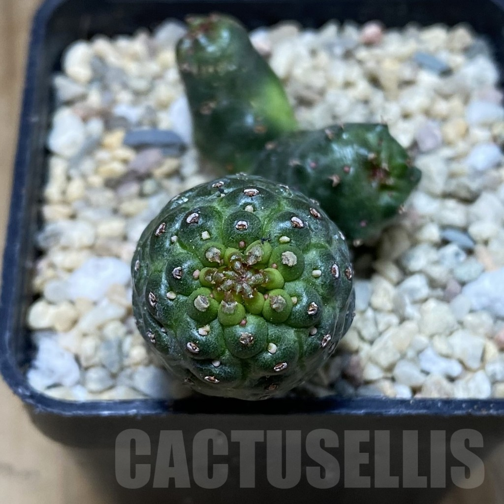 SH1748 Euphorbia gymnocalicioides x groenewaldii x venefica - Image 2