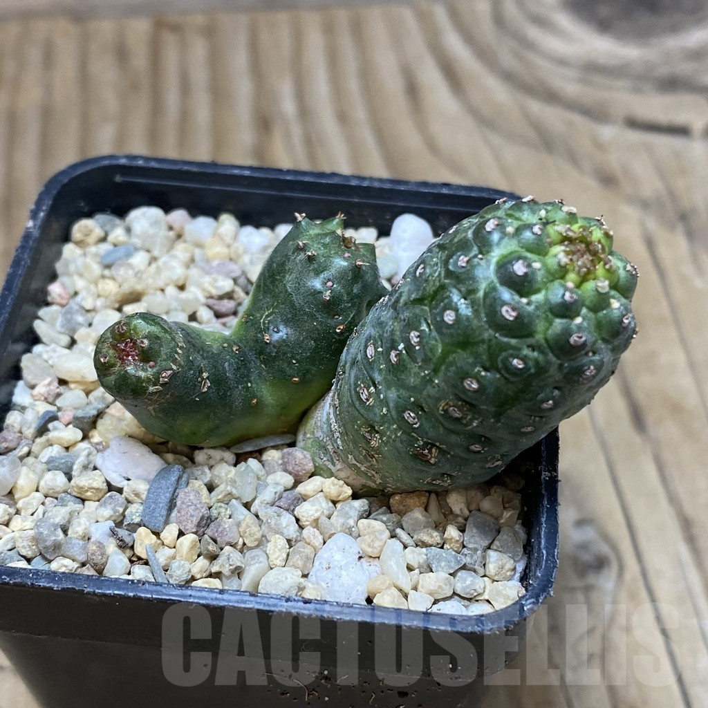 SH1748 Euphorbia gymnocalicioides x groenewaldii x venefica - Image 3
