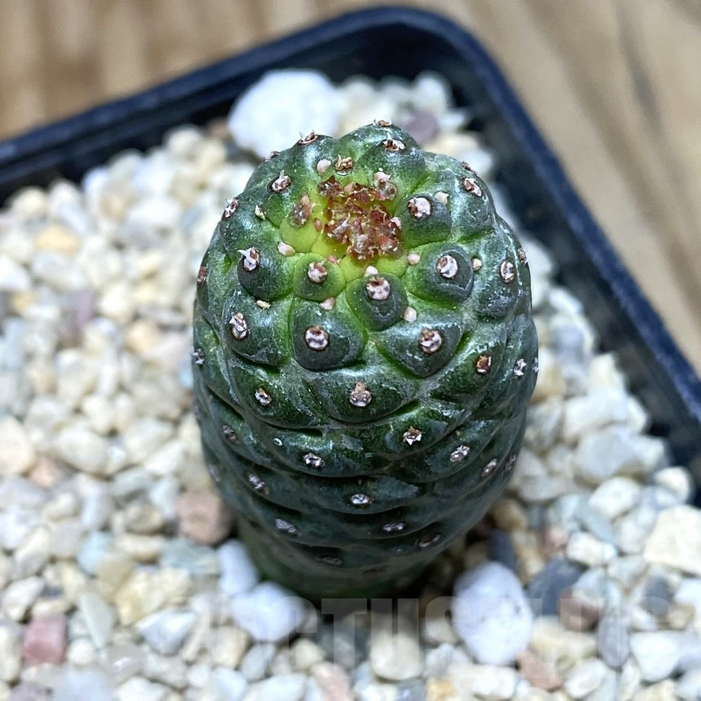 SH1749 Euphorbia gymnocalicioides x groenewaldii x venefica