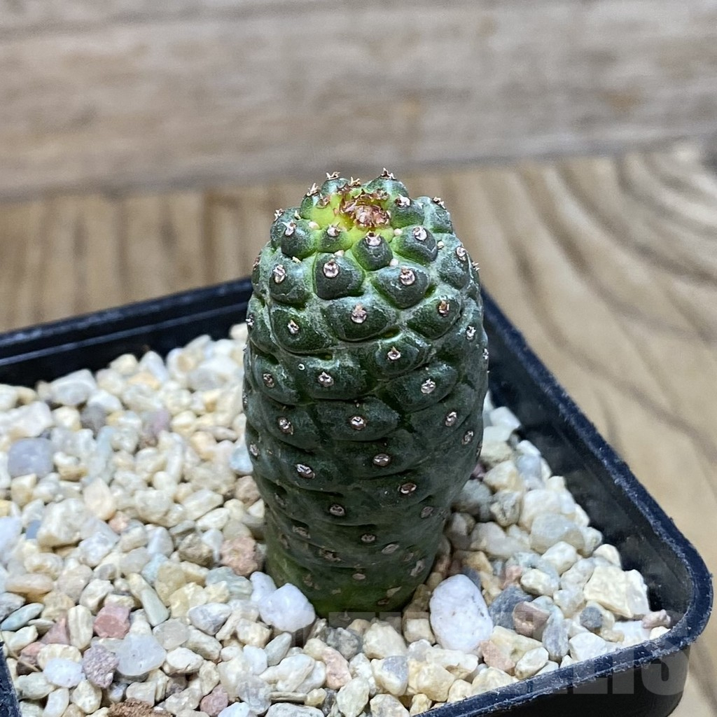 SH1749 Euphorbia gymnocalicioides x groenewaldii x venefica - Image 2