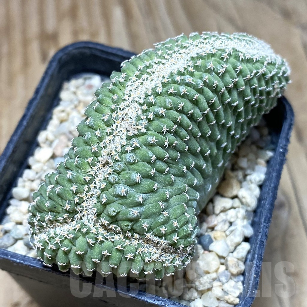 SH1750 Strombocactus disciformis f. cristata