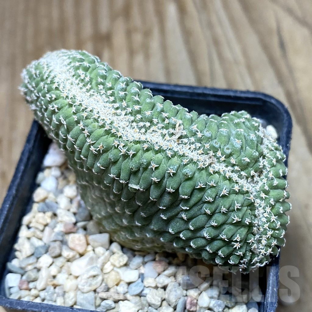 SH1750 Strombocactus disciformis f. cristata - Image 2
