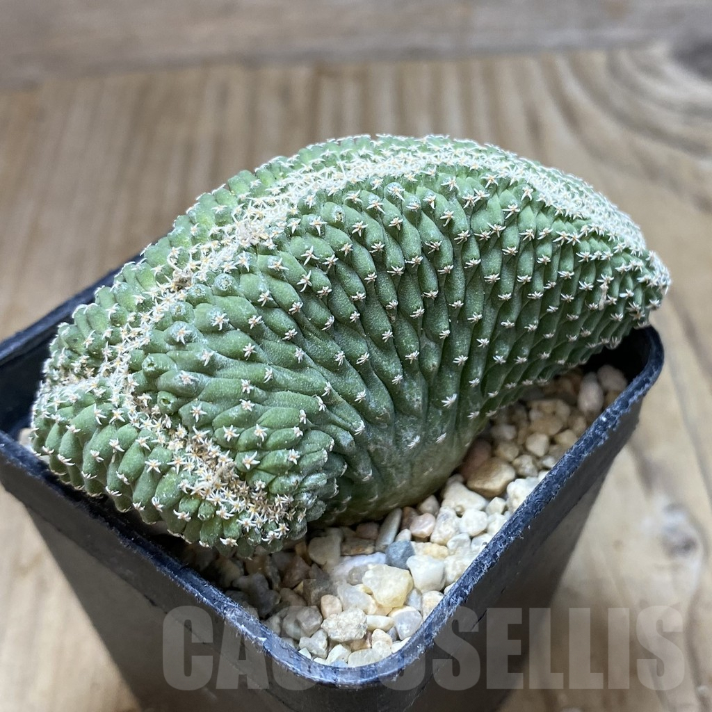 SH1750 Strombocactus disciformis f. cristata - Image 3