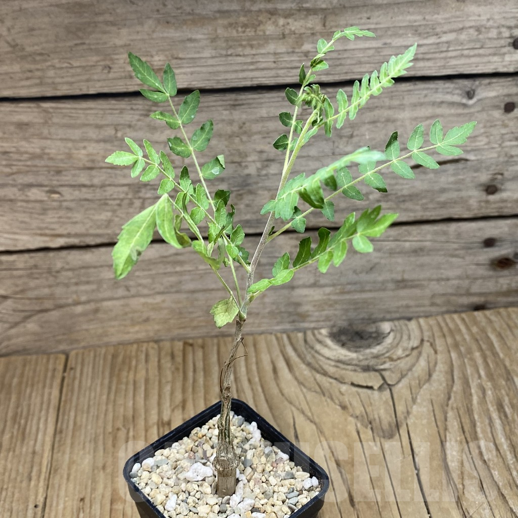 SH1733 Boswellia neglecta - Image 2