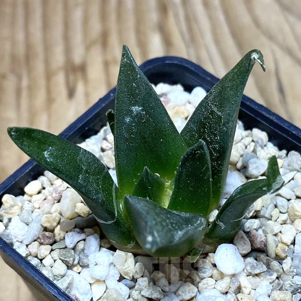 SH1751 Ariocarpus retusus, seedling