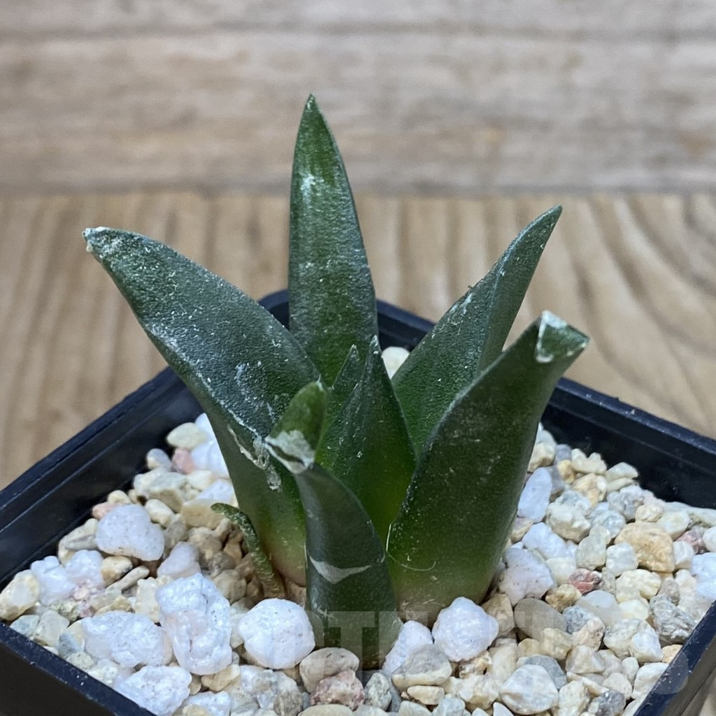 SH1751 Ariocarpus retusus, seedling - Image 2