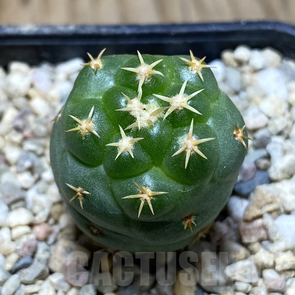 SH1752 Coryphantha elephantidens ‘Titan’