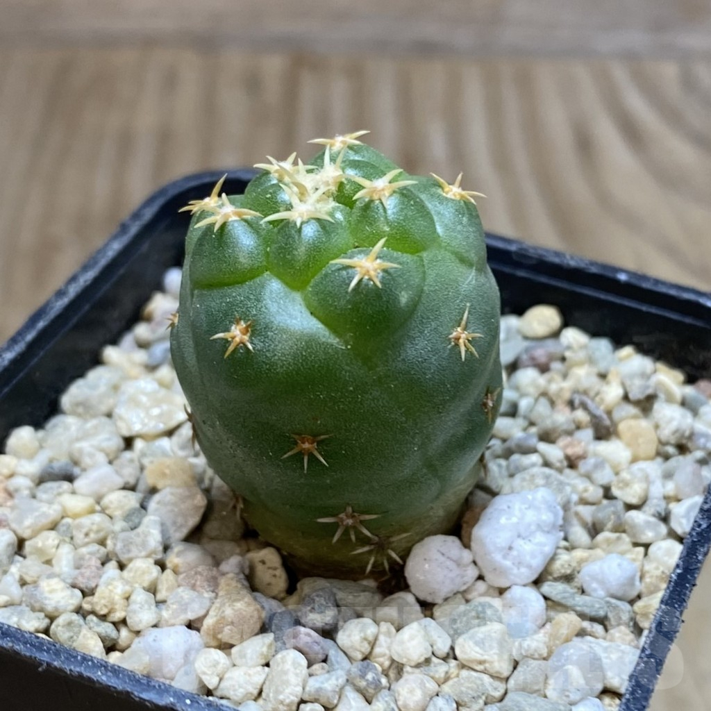 SH1752 Coryphantha elephantidens ‘Titan’ - Image 2