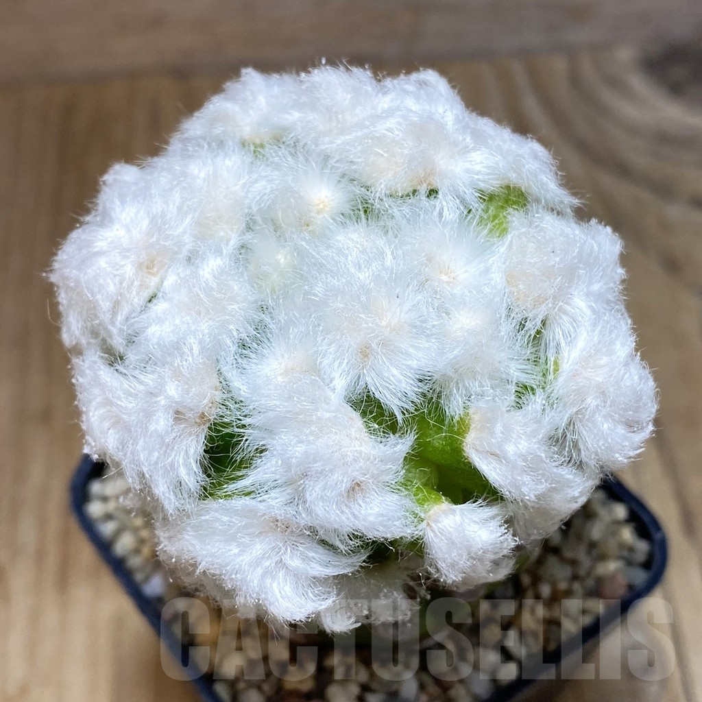 SH1753 Mammillaria guelzowiana ‘Tabatoge’, grafted