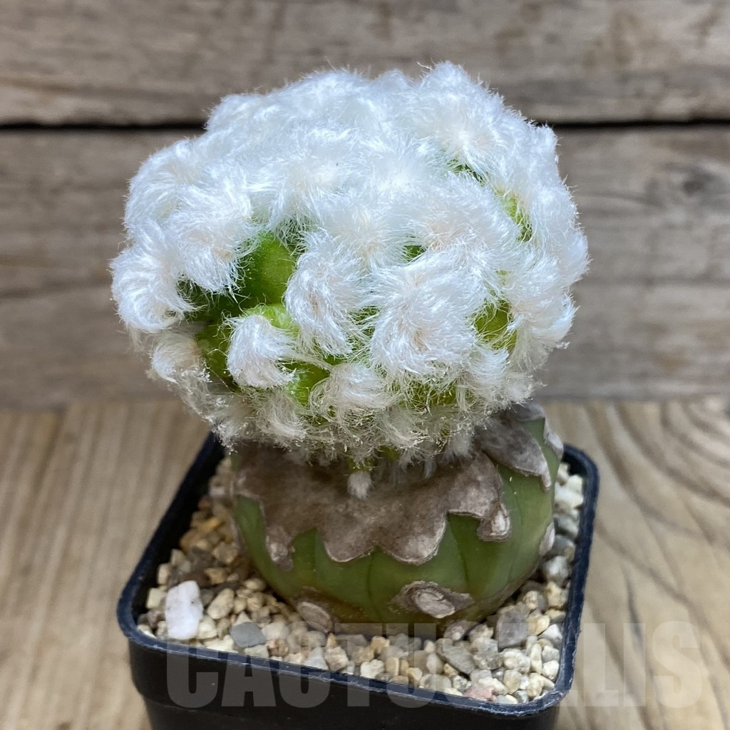 SH1753 Mammillaria guelzowiana ‘Tabatoge’, grafted - Image 2