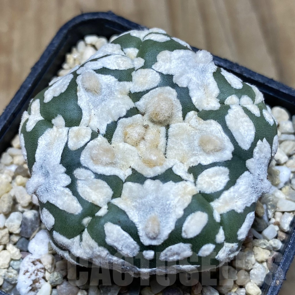 Astrophytum Asterias Kabuto Mix Sand Dollar Cacti Cactus Raro - Foto 8