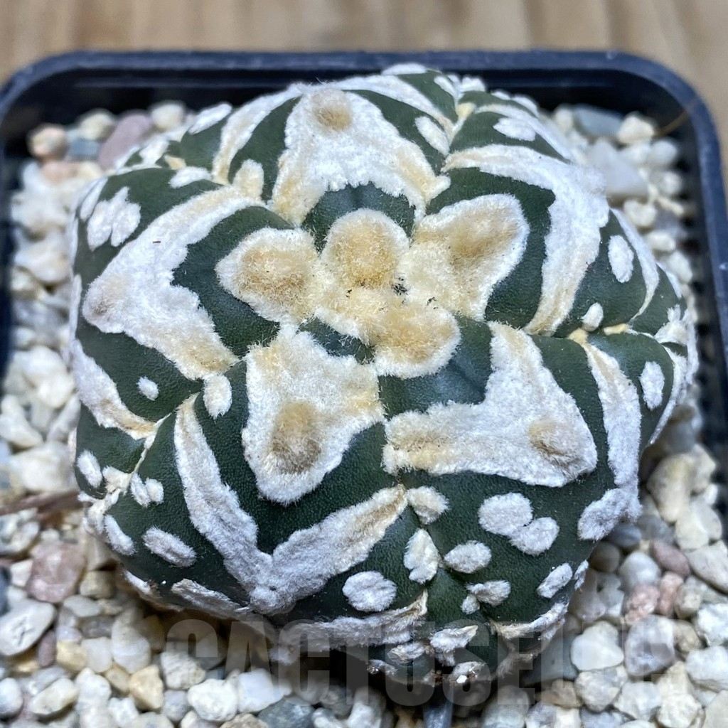 SH1762 Astrophytum asterias ‘Super Kabuto’ V-type 5-ribs