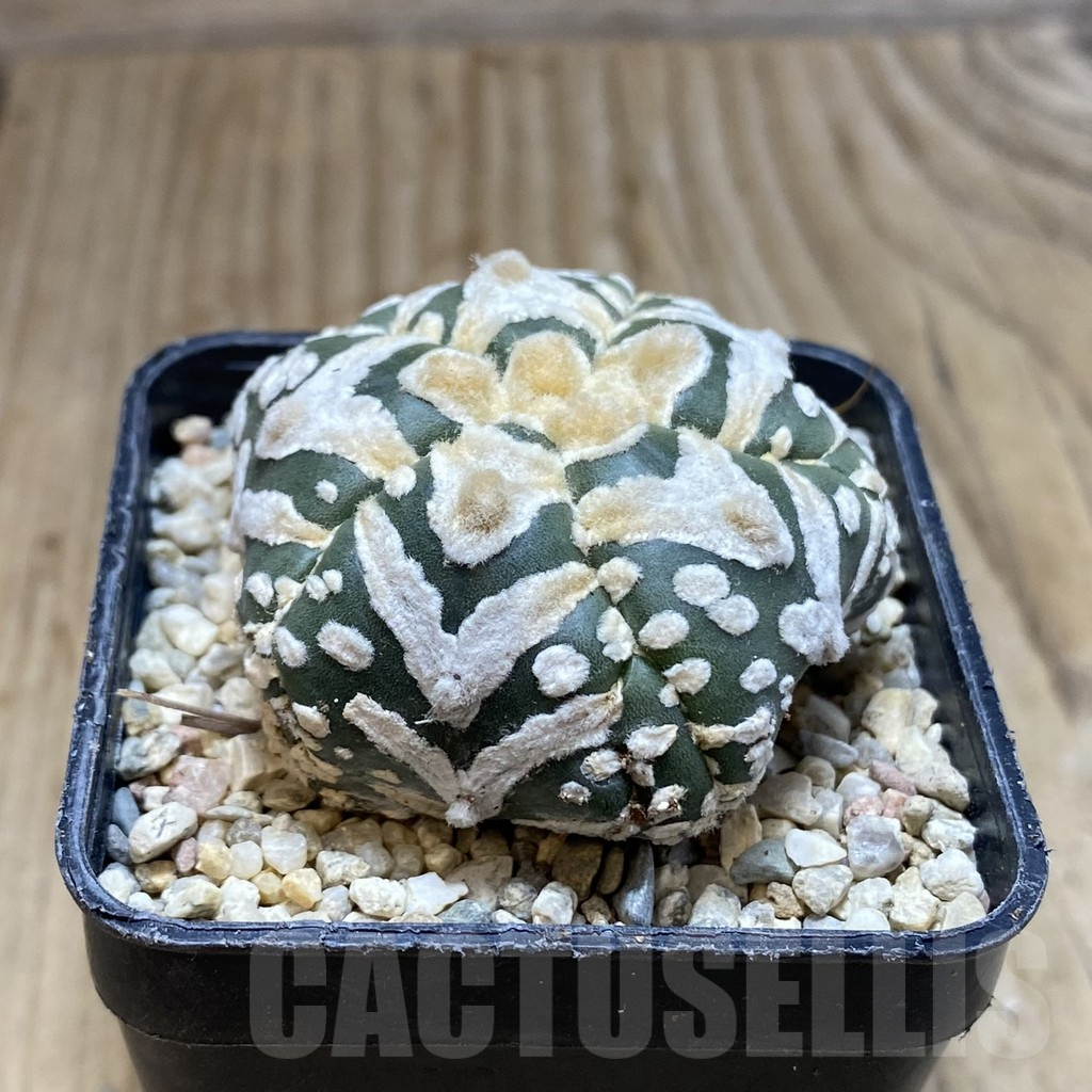 SH1762 Astrophytum asterias ‘Super Kabuto’ V-type 5-ribs - Imagen 2