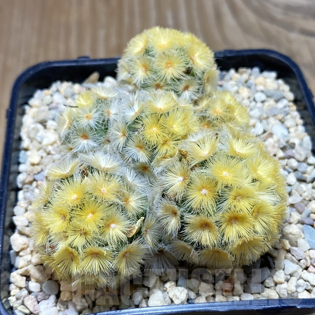 SH1883 Mammillaria carmenae ‘Buddha’ - Image 2