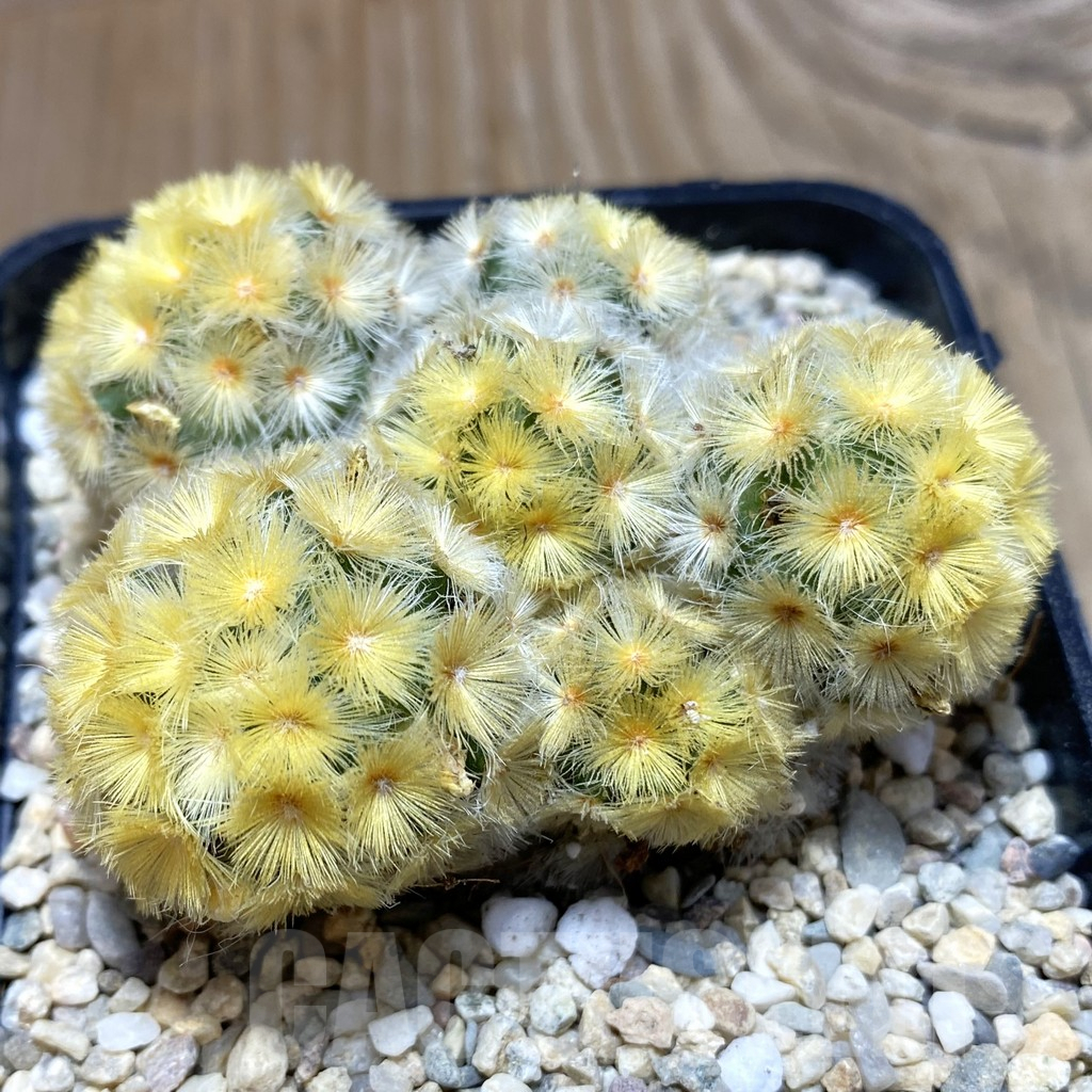 SH1883 Mammillaria carmenae ‘Buddha’