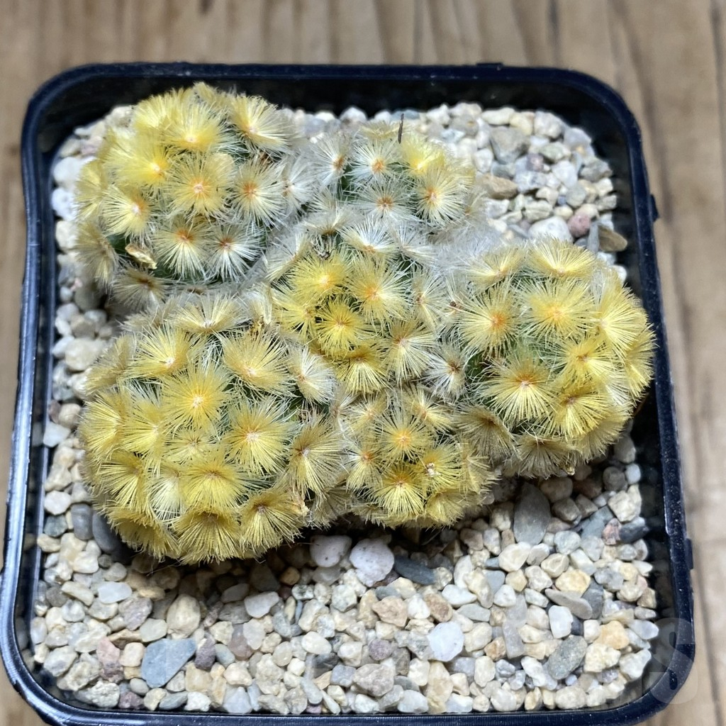 SH1883 Mammillaria carmenae ‘Buddha’ - Image 3