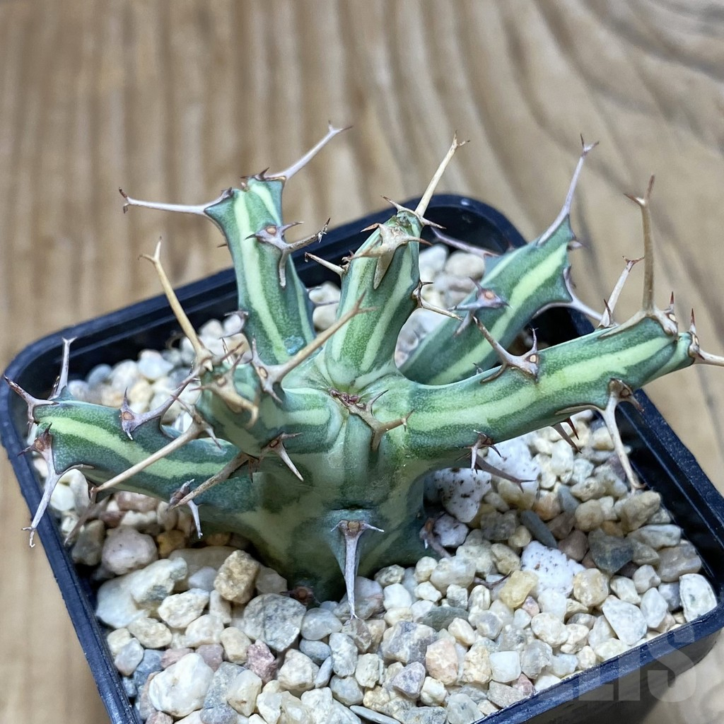 SH1884 Euphorbia schizacantha