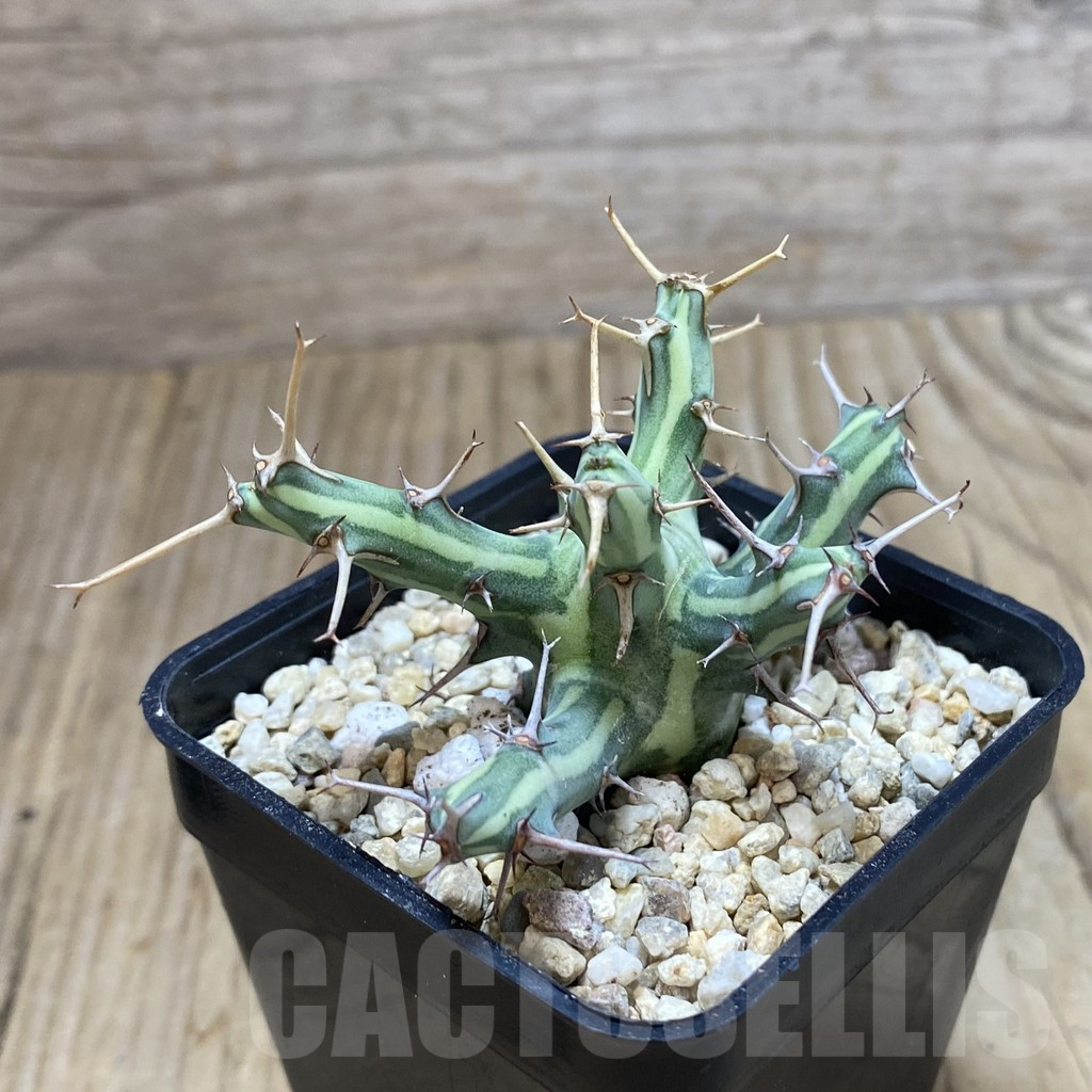 SH1884 Euphorbia schizacantha - immagine 2