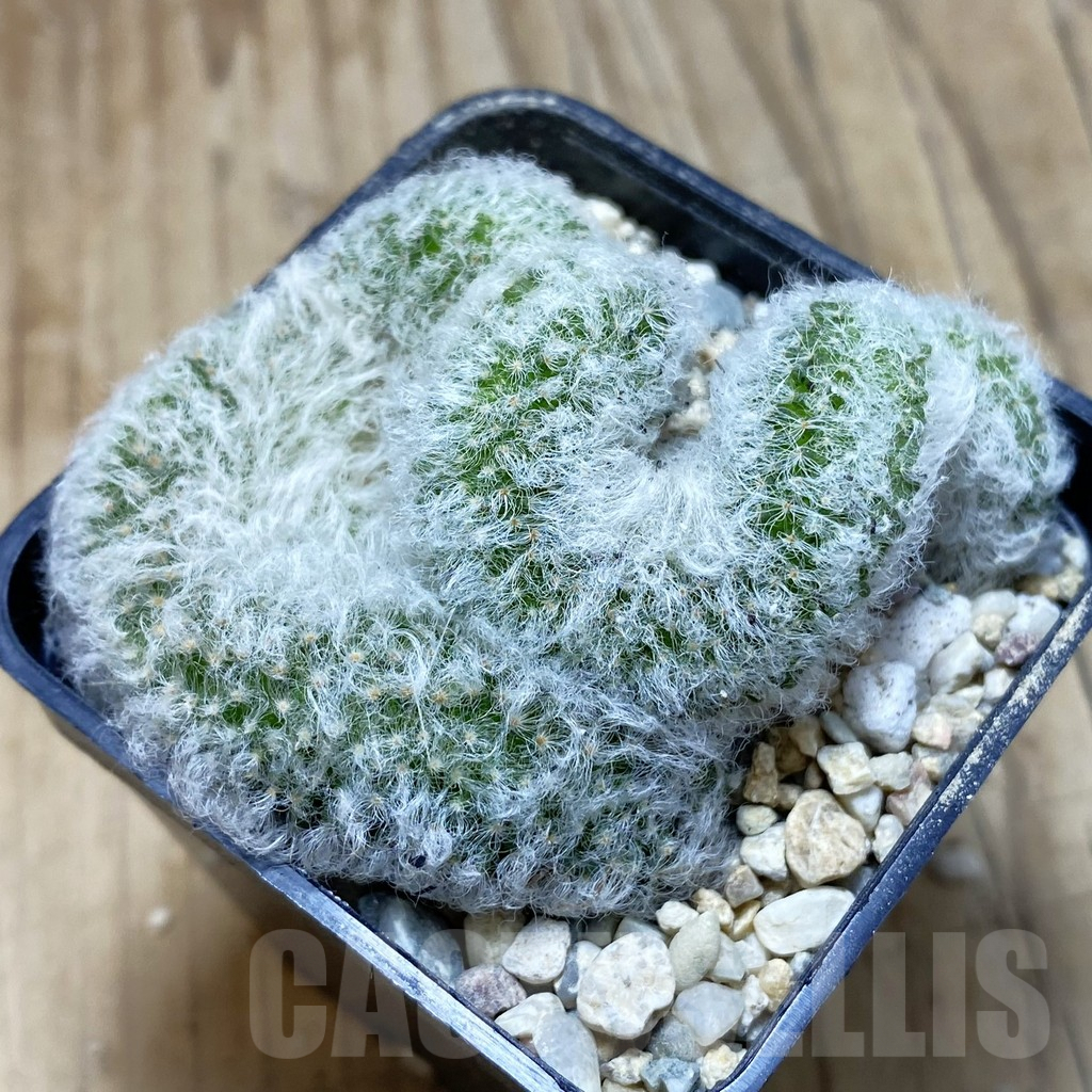 SH1854 Mammillaria bocasana f. cristata