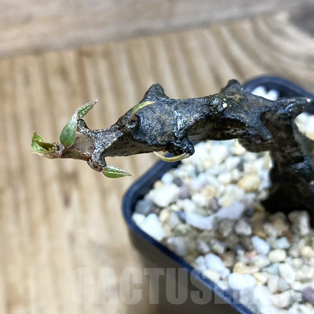 SH1888 Ceropegia bosseri