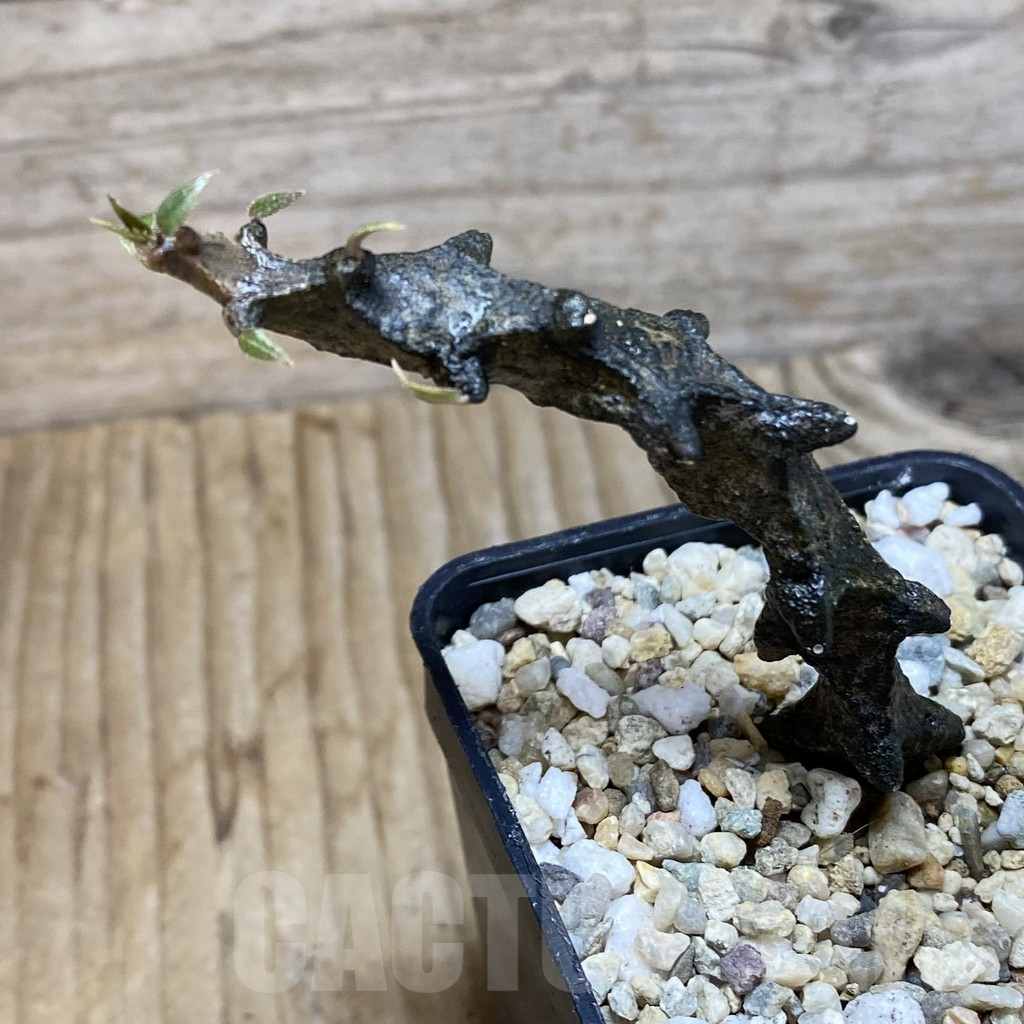 SH1888 Ceropegia bosseri - immagine 2