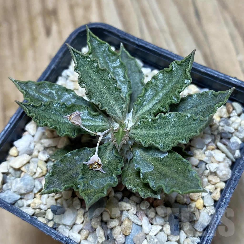 SH1889 Euphorbia tulearensis