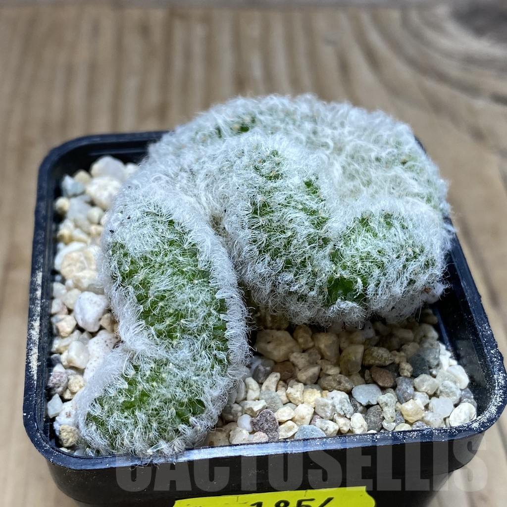 SH1854 Mammillaria bocasana f. cristata - Image 2