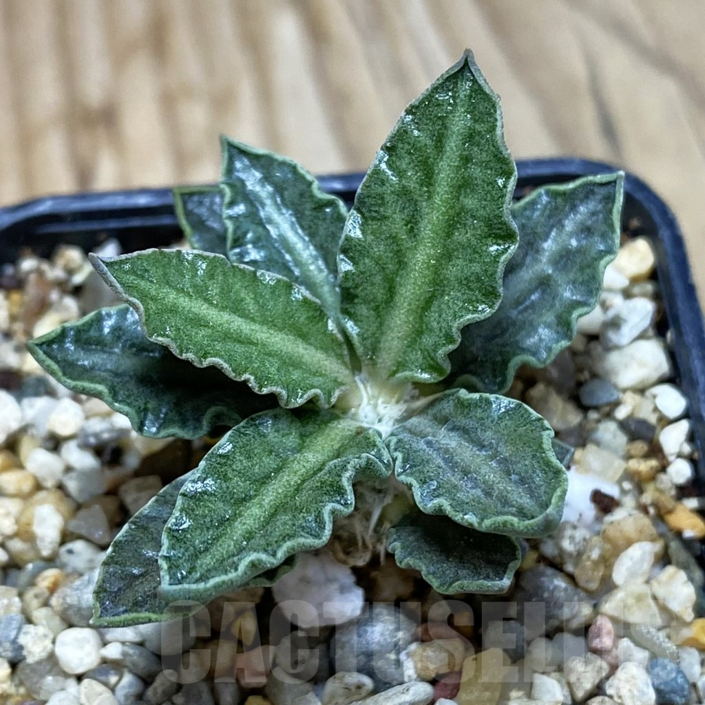 SH1890 Euphorbia tulearensis