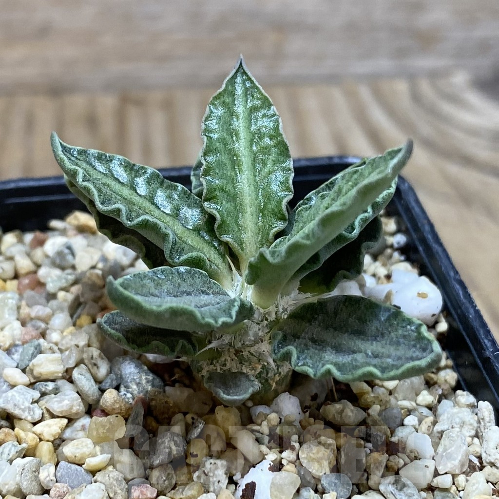 SH1890 Euphorbia tulearensis - Зображення 2