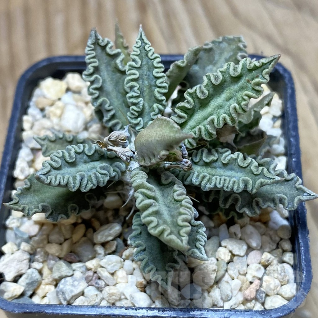 SH1891 Euphorbia tulearensis