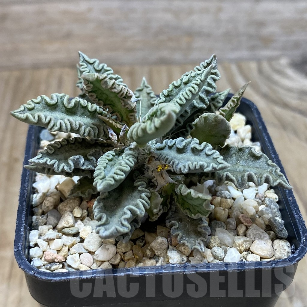 SH1891 Euphorbia tulearensis - Obrázek 2