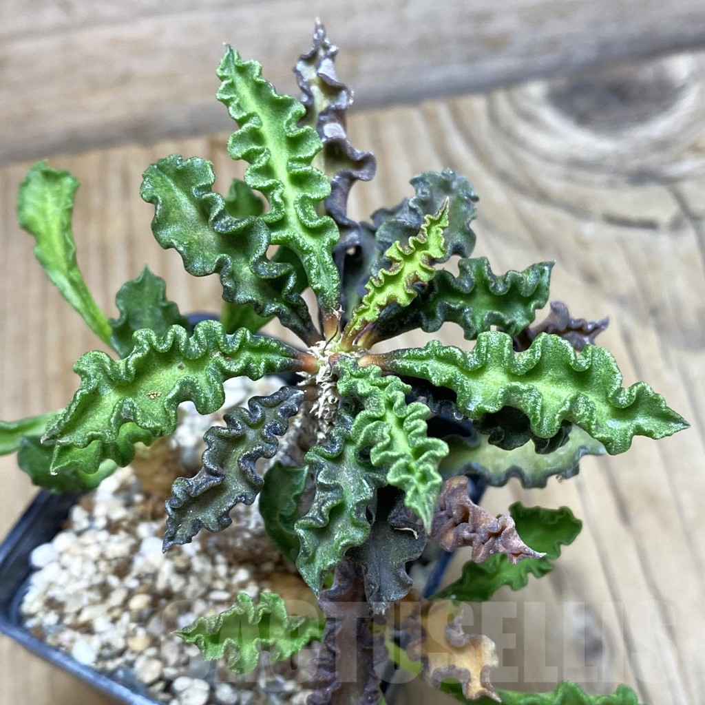 SH1892 Euphorbia decaryi v. spirosticha