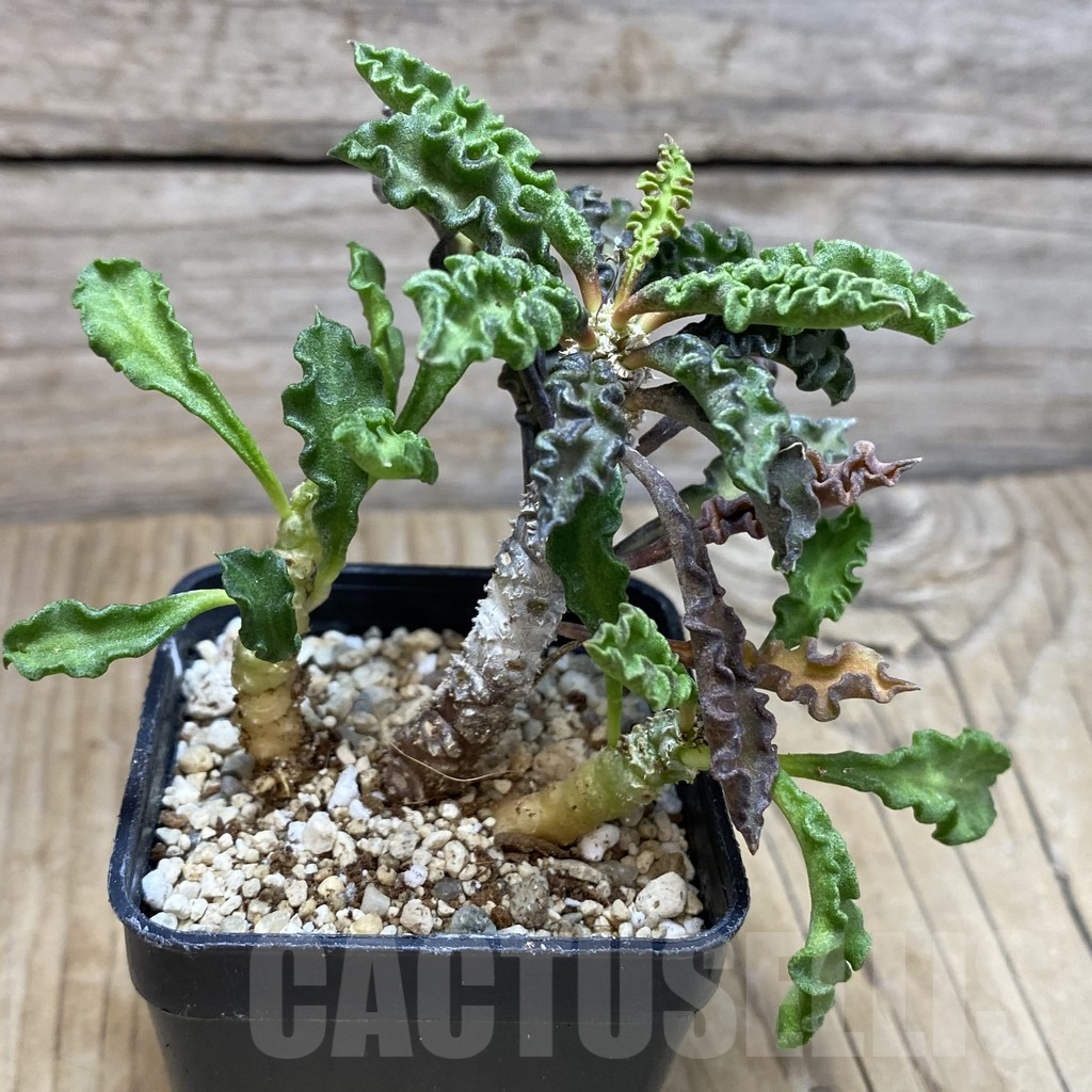 SH1892 Euphorbia decaryi v. spirosticha - immagine 2